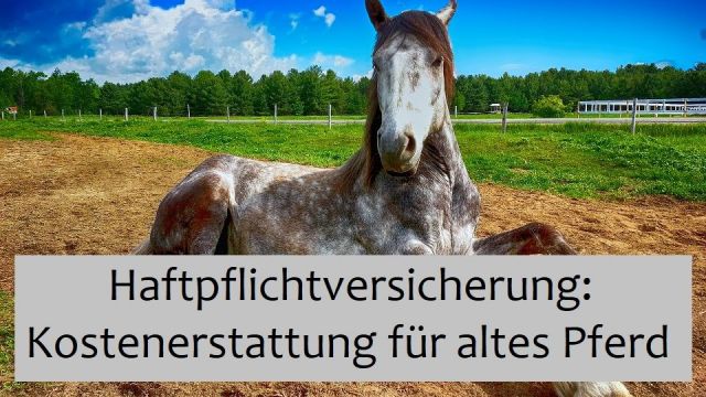 Kostenerstattung_Pferd.jpg
